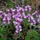 Thymus